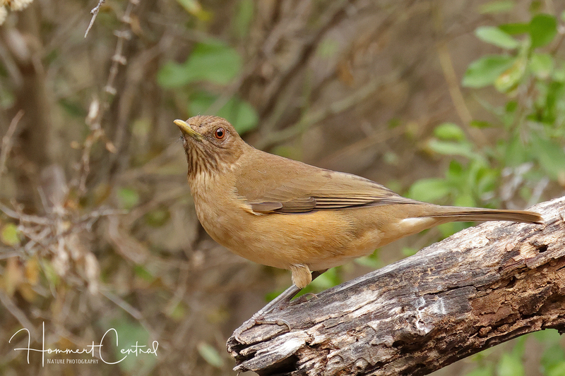 Clay-colored Thrush (03).jpg