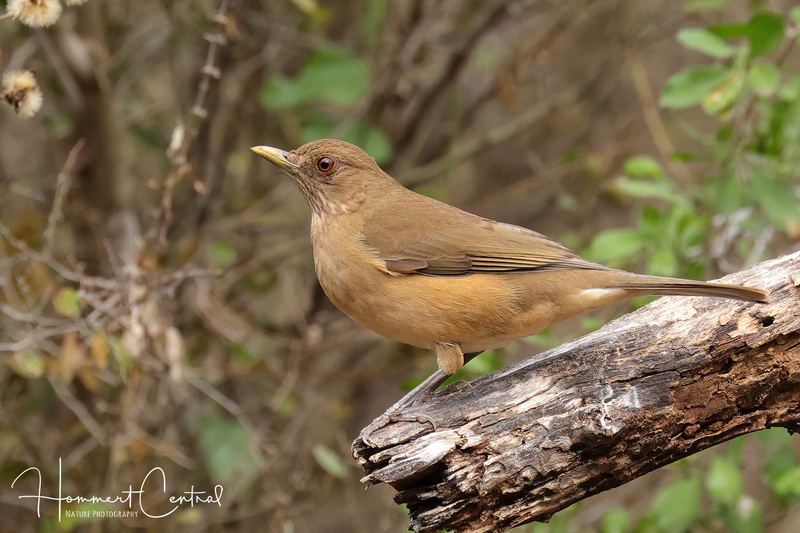 Clay-colored Thrush (04).jpg