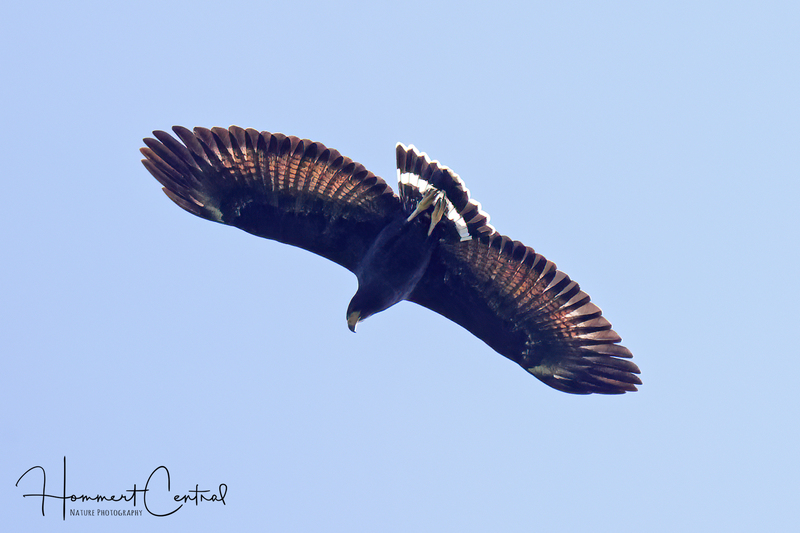 Common Black Hawk (04).jpg