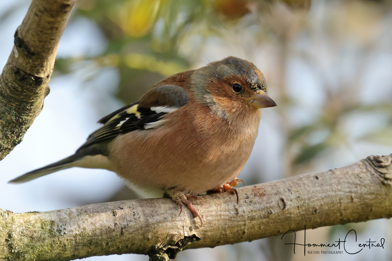 Common Chaffinch (01).jpg