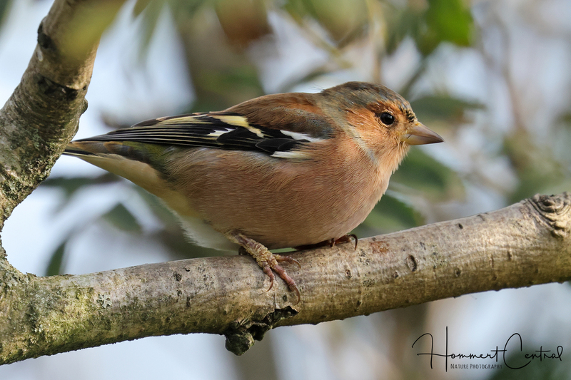 Common Chaffinch (03).jpg