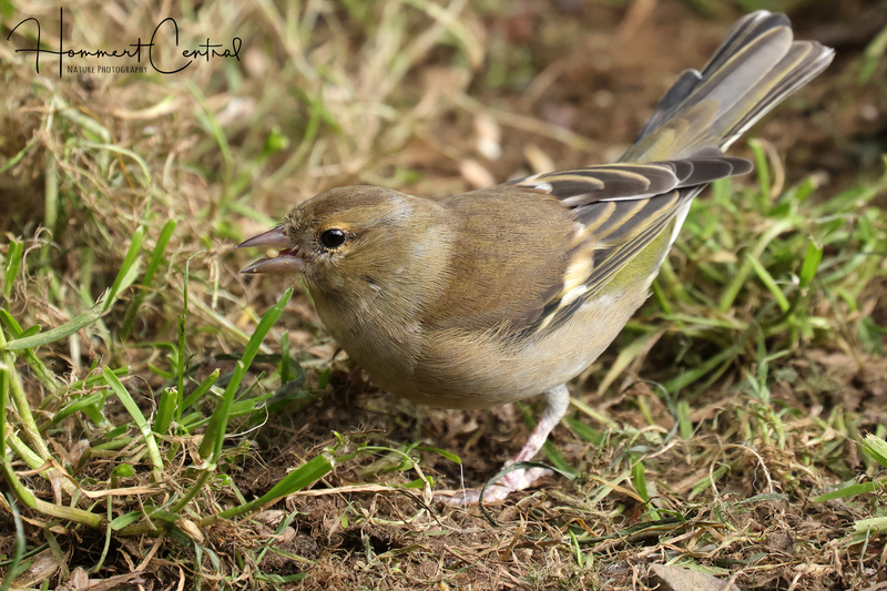 Common Chaffinch (female) (01).jpg