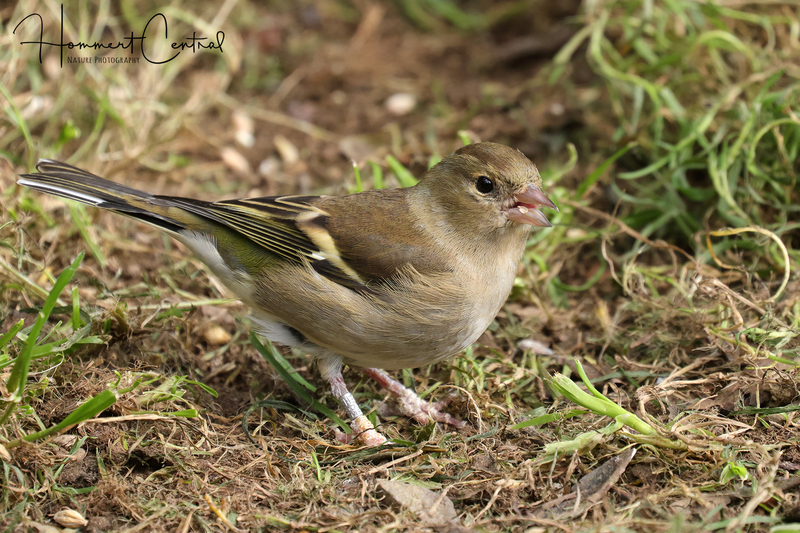 Common Chaffinch (female) (02).jpg