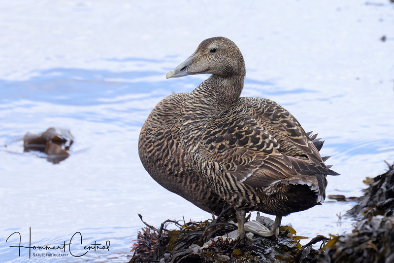 Common Eider (female) (04).jpg