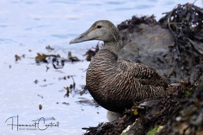 Common Eider (female) (05).jpg