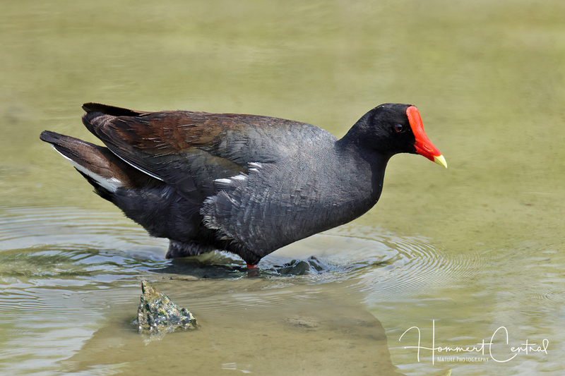 Common Gallinule (breeding plumage) (16).jpg