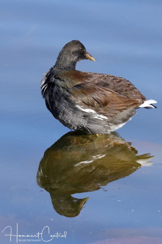 Common Gallinule (nonbreeding plumage) (02).jpg