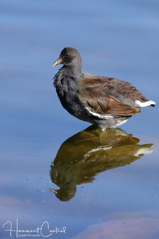 Common Gallinule (nonbreeding plumage) (03).jpg