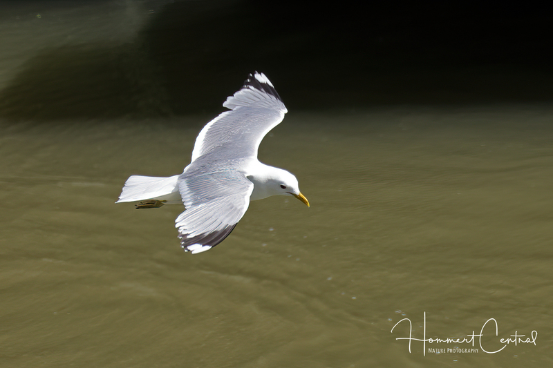 Common Gull (01).jpg