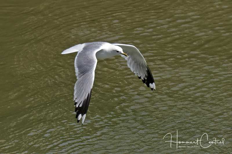 Common Gull (02).jpg