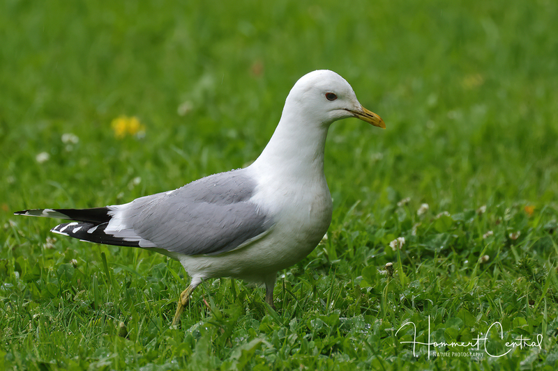 Common Gull (03).jpg