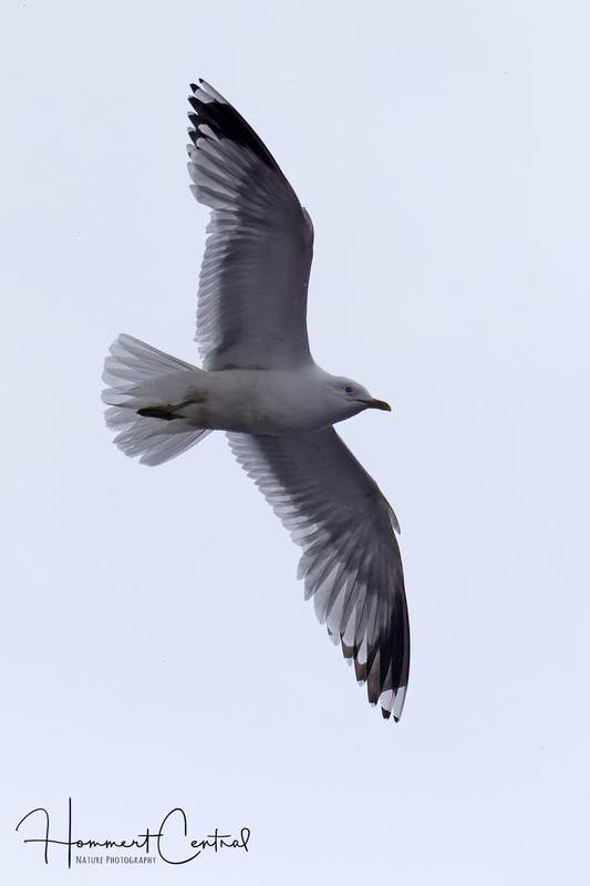 Common Gull (04).jpg
