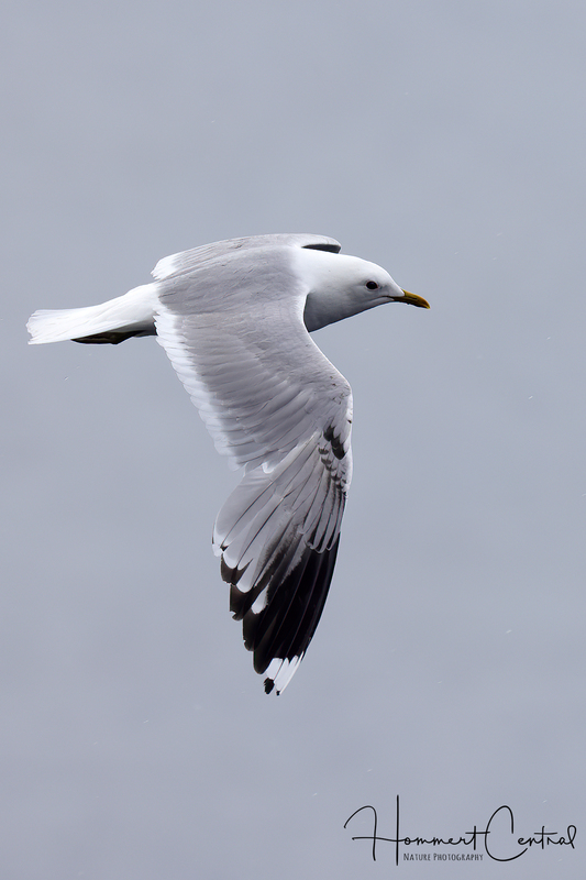 Common Gull (05).jpg