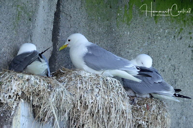 Common Gull (06).jpg