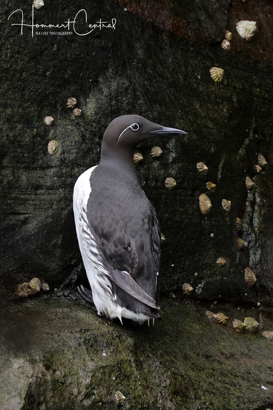 Common Murre (bridled morph) (02).jpg