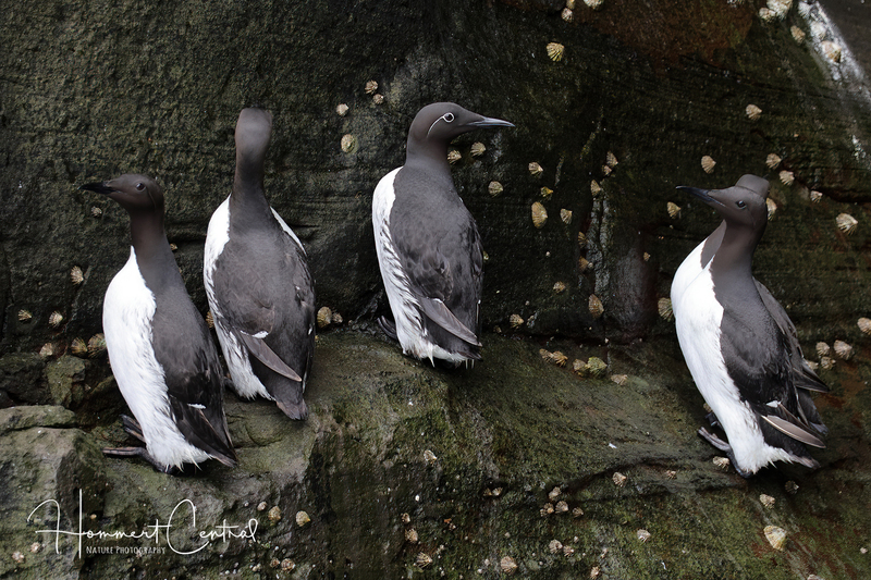 Common Murre (colony) (05).jpg