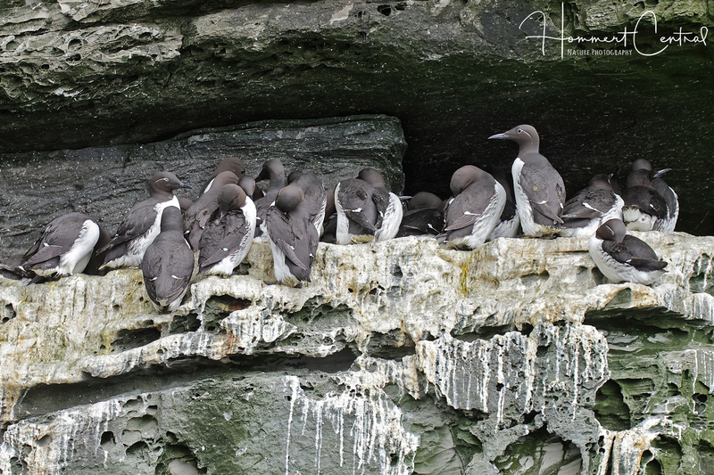 Common Murre (colony) (06).jpg