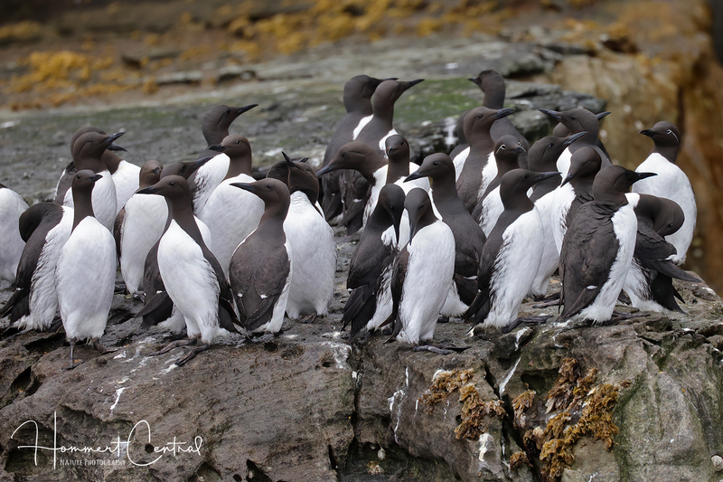Common Murre (colony) (07).jpg