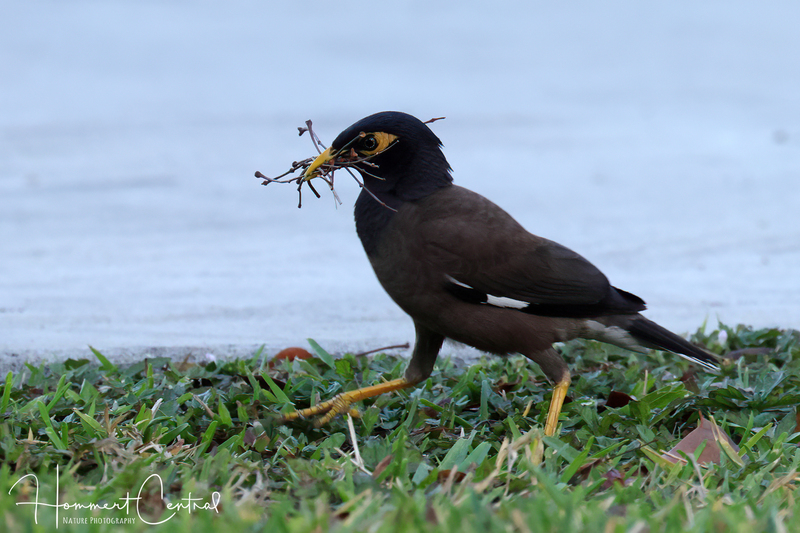Common Myna (04).jpg