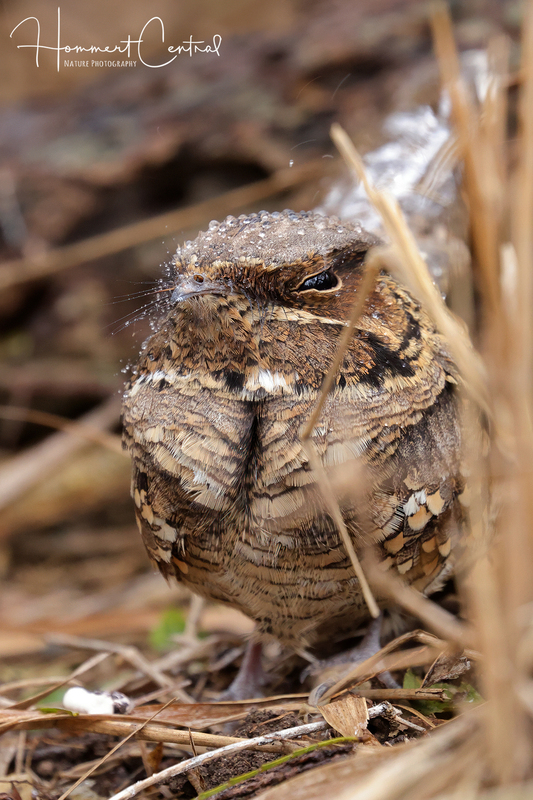 Common Pauraque (04).jpg
