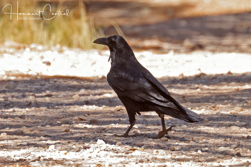 Common Raven (07).jpg