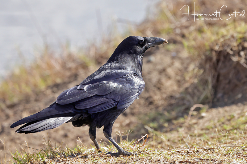 Common Raven (08).jpg