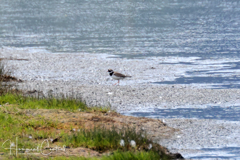 Common Ringed Plover (01).jpg