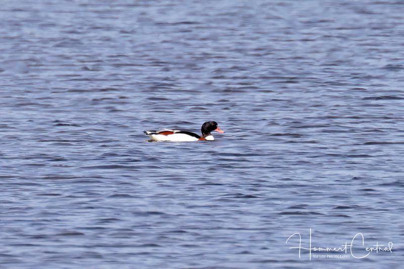 Common Shelduck (02).jpg