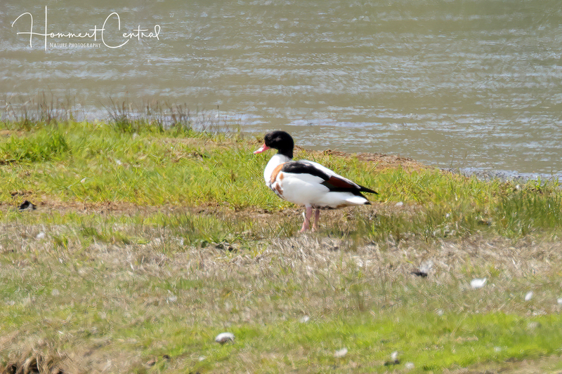 Common Shelduck (03).jpg
