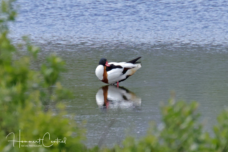 Common Shelduck (04).jpg