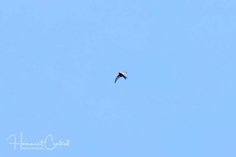 Common Swift (01).jpg