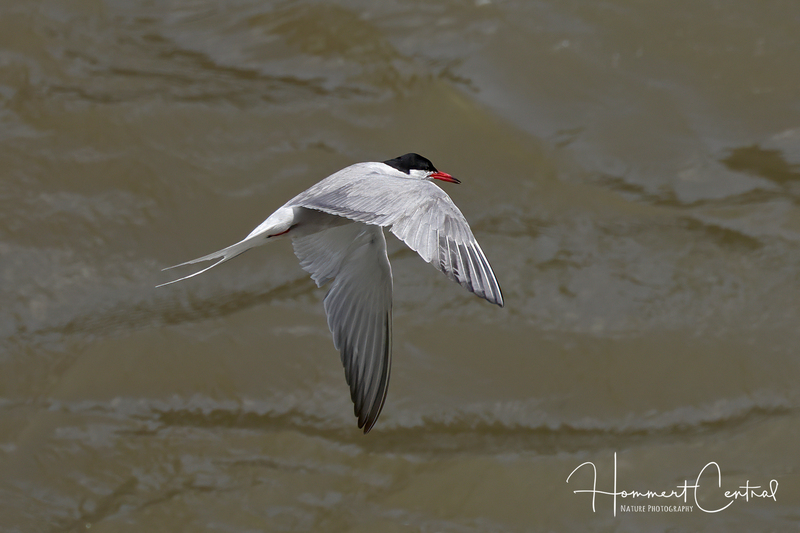 Common Tern (07).jpg