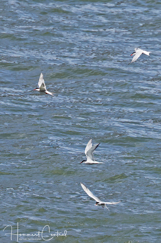 Common Tern (08).jpg