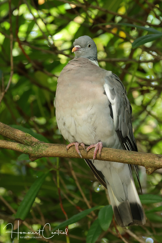 Common Wood Pigeon (05).jpg