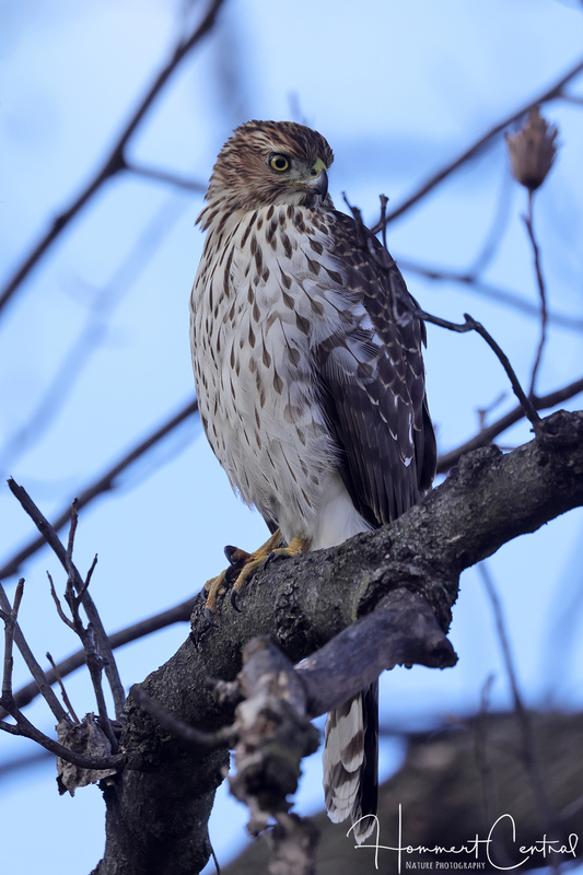 Coopers Hawk (immature) (15).jpg