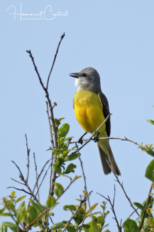Couchs Kingbird (02).jpg