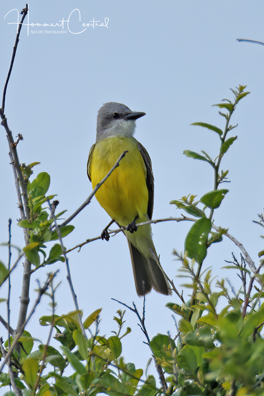Couchs Kingbird (03).jpg