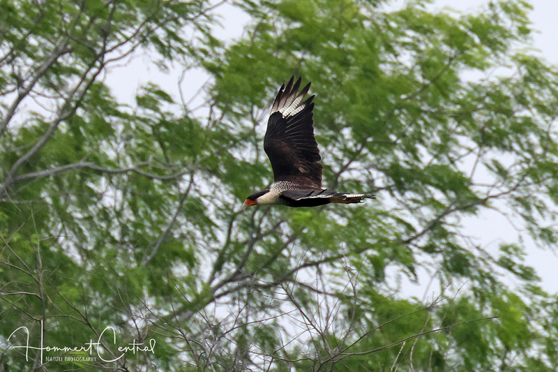 Crested Caracara (03).jpg