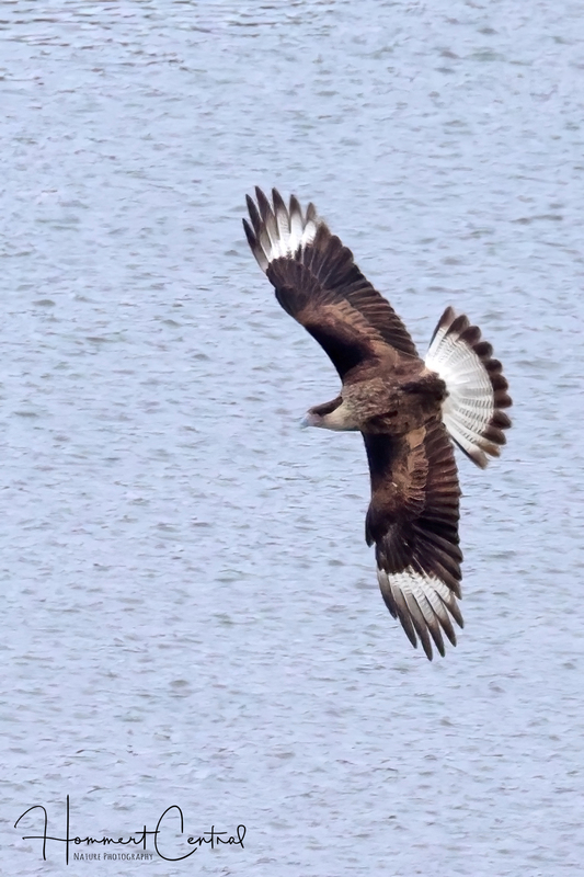 Crested Caracara (04).jpg