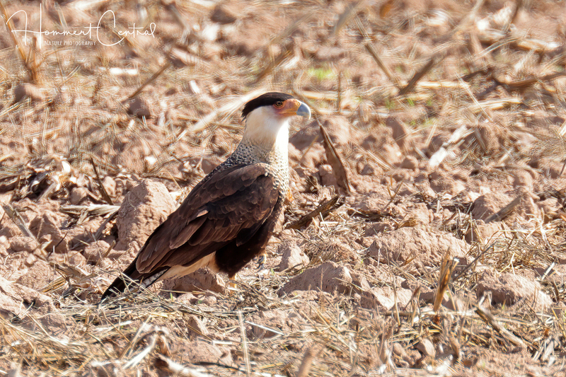 Crested Caracara (05).jpg