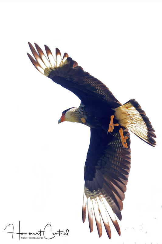 Crested Caracara (06).jpg