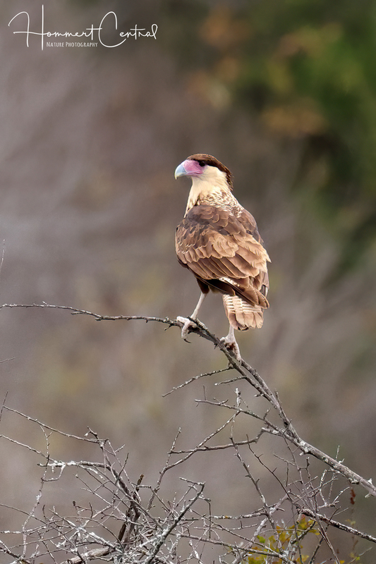 Crested Caracara (immature) (01).jpg