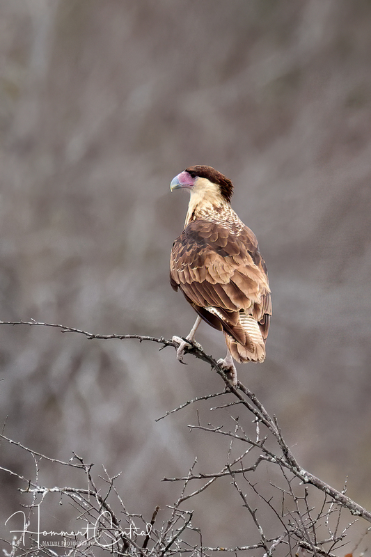 Crested Caracara (immature) (02).jpg