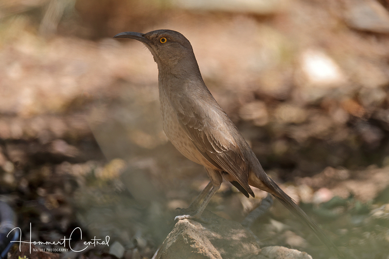 Curve-billed Thrasher (04).jpg