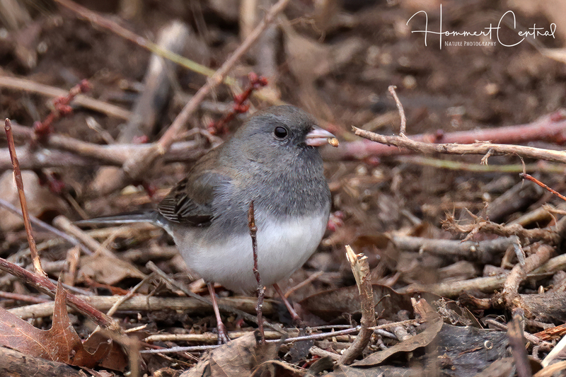 Dark-eyed Junco (female slate-colored) (05).jpg