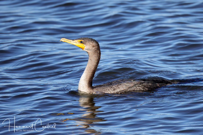 Double-crested Cormorant (immature) (01).jpg