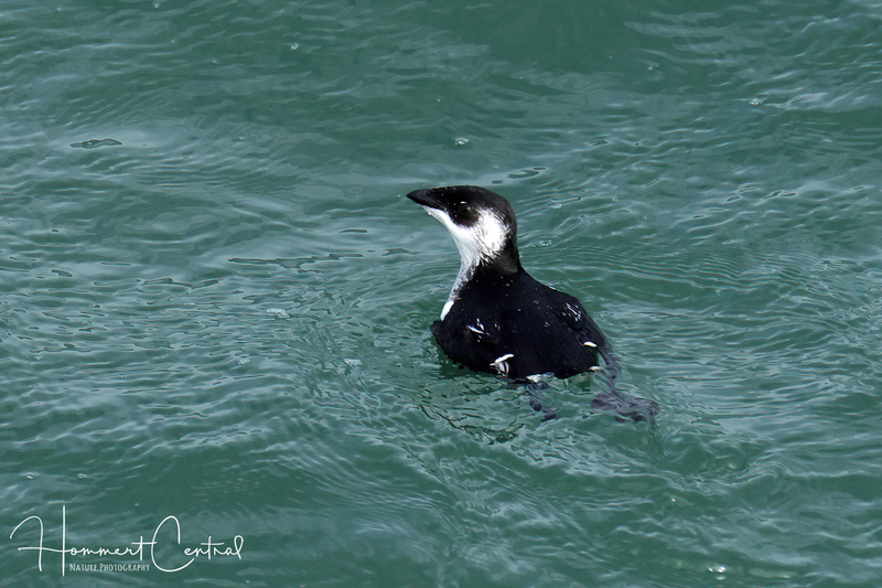 Dovekie (immature) (02).jpg