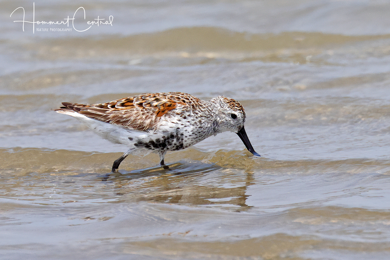 Dunlin (transitioning to breeding plumage) (02).jpg
