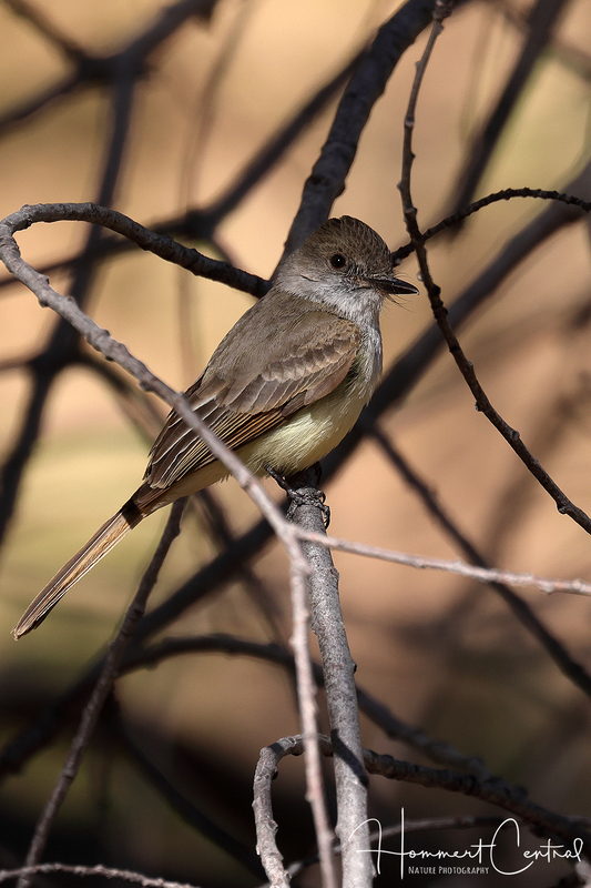 Dusky-capped Flycatcher (03).jpg