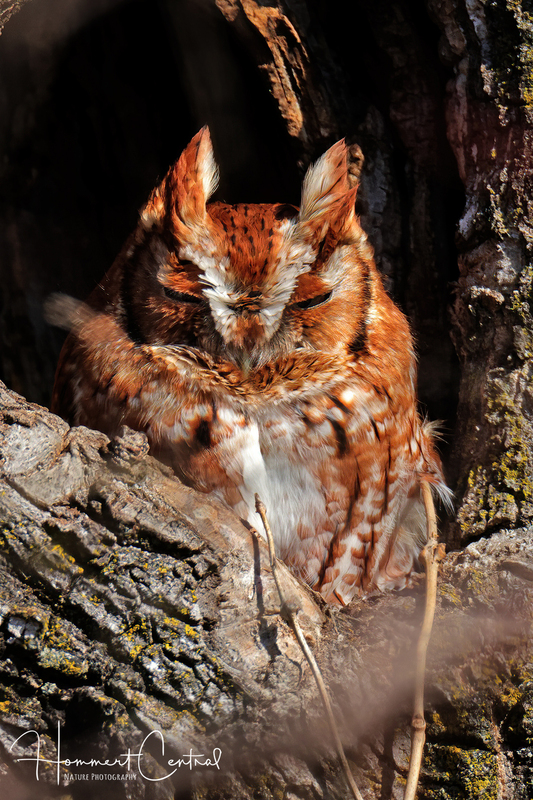 Eastern Screech-Owl (25).jpg